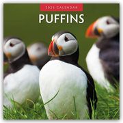 Puffins - Papageitaucher 2025 - 16-Monatskalender  9781804424056