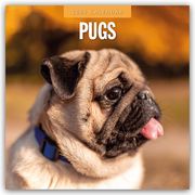 Pugs - Mops 2025 - 16-Monatskalender  9781804424995