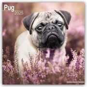 Pugs - Möpse 2025 - 16-Monatskalender  9781804603796