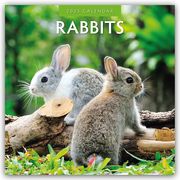 Rabbits - Hasen - Kaninchen 2025 - 16-Monatskalender  9781804424063
