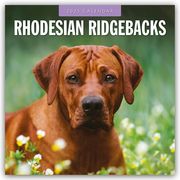 Rhodesian Ridgebacks - Rhodesian Ridgeback 2025 - 16-Monatskalender  9781804425008