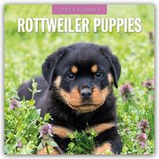 Rottweiler Puppies - Rottweiler Welpen 2025 - 16-Monatskalender  9781804425015