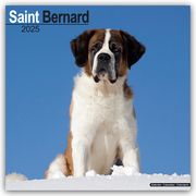 Saint Bernard - Bernhardiner 2025 - 16-Monatskalender  9781804603826
