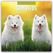 Samoyeds - Samojede - Samojedenspitz 2025 - 16-Monatskalender  9781804425046