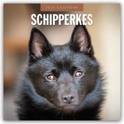 Schipperkes - Schipperke - Kleiner Schäferhund 2025 - 16-Monatskalender  9781804425053