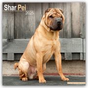 Shar Pei - Shar-Pei 2025 - 16-Monatskalender  9781804603888