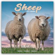 Sheep - Schafe 2025 - 16-Monatskalender  9781804604502
