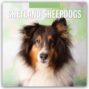 Shetland Sheepdogs - Sheltie 2025 - 16-Monatskalender  9781804425091