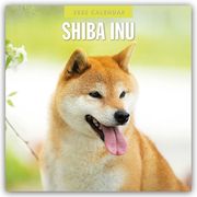 Shiba Inu 2025 - 16-Monatskalender  9781804425107