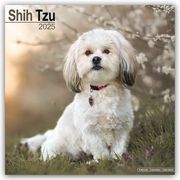 Shih Tzu 2025 - 16-Monatskalender  9781804603918