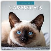 Siamese Cats - Siamkatzen - Siamesische Katzen 2025 - 16-Monatskalender  9781804424100