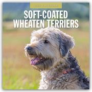 Soft-Coated Wheaten Terriers - Soft-Coated Wheaten Terrier 2025 - 16-Monatskalender  9781804425138