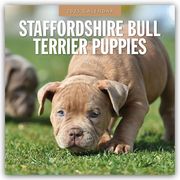 Staffordshire Bull Terrier Puppies - Staffordshire Bullterrier Welpen 2025 - 16-Monatskalender  9781804425145