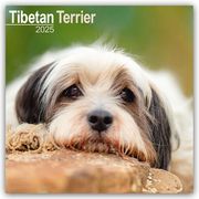 Tibetan Terrier - Tibet Terrier 2025 - 16-Monatskalender  9781804603949