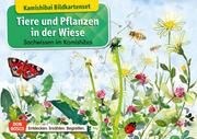 Tiere und Pflanzen in der Wiese Stöckl-Bauer, Katharina 4260179516351