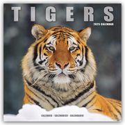 Tigers - Tiger 2025 - 16-Monatskalender  9781804604533