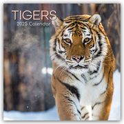 Tigers - Tiger 2025 - 16-Monatskalender  9781835362280
