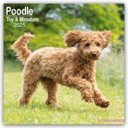 Toy and Miniature Poodle - Toypudel und Zwergpudel 2025 - 16-Monatskalender  9781804603789