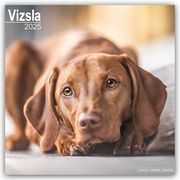 Vizsla - Ungarische Vorstehhunde 2025 - 16-Monatskalender  9781804603956