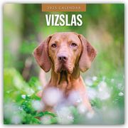 Vizslas - Magyar Vizsla - Kurzhaariger Ungarischer Vorstehhund 2025 - 16-Monatskalender  9781804425183