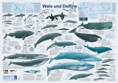 Wale und Delfine Krätzner, R/Welter-Schultes, F W 9783933922441