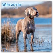 Weimaraner - Weimaraner 2025 - 16-Monatskalender  9781804603963