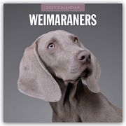 Weimaraners - Weimaraner 2025 - 16-Monatskalender  9781804425190