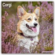 Welsh Corgi 2025 - 16-Monatskalender  9781804603321