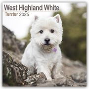 West Highland White Terrier - Westies 2025 - 16-Monatskalender  9781804603987