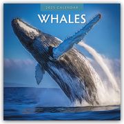 Whales - Wale 2025 - 16-Monatskalender  9781804424131
