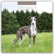 Whippets - Whippet - Britischer Windhund 2025 - 16-Monatskalender  9781804425237