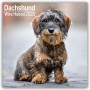 Wirehaired Dachshund - Rauhhaardackel 2025 - 16-Monatskalender  9781804603352