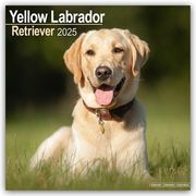 Yellow Labrador Retriever - Gelber Labrador 2025 - 16-Monatskalender  9781804603635