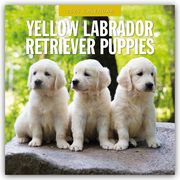 Yellow Labrador Retriever Puppies - Gelbe Labrador Retriever Welpen 2025 - 16-Monatskalender  9781804425275