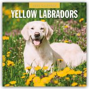 Yellow Labrador Retrievers - Gelber Labrador Retriever 2025 - 16-Monatskalender  9781804425268