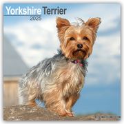Yorkshire Terrier - Yorkshire Terrier 2025 16-Monatskalender  9781804604014
