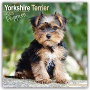 Yorkshire Terrier Puppies - Yorkshire Terrier Welpen 2025 16-Monatskalender  9781804604113