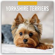 Yorkshire Terriers - Yorkshire Terrier 2025 - 16-Monatskalender  9781804425299